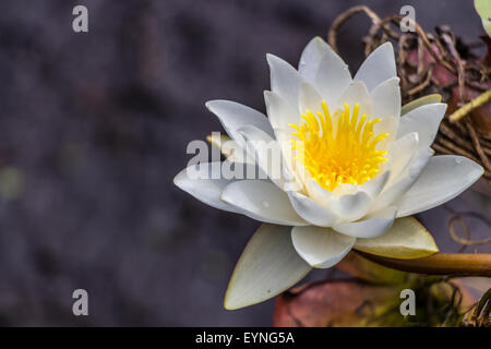 Schöne gelbe und Weiße Seerose Blume Stockfoto