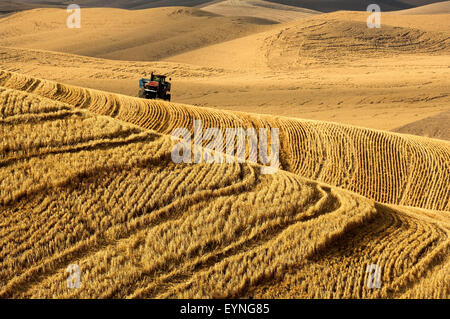 Schlepper ziehen einen Korn-Karren durchquert die Hügel der Palouse Region Washington während der Ernte Stockfoto