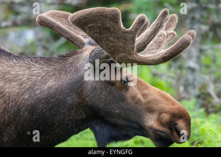 Bull Moose zu Fuß durch den Wald im Cape Breton Highlands National Park, Cabot trail Stockfoto