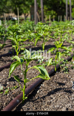 Hinterhof-Garten mit Paprika Pflanzen und eine Tröpfchenbewässerung Stockfoto