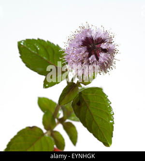 Wasserminze, Mentha Aquatica, Stockfoto