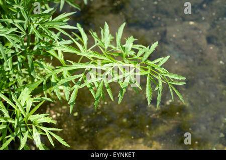 Wasserschierling; Cicuta Virosa, Giftpflanze Stockfoto