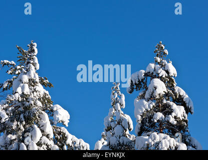 Hohe Bäume und Äste bedeckt von Schnee. Starker Schneefall auf der Fichten, Tannen und sonnig von der rechten Seite. Stockfoto