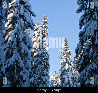 Hohe Bäume und Äste bedeckt von Schnee. Starker Schneefall auf der Fichten, Tannen und sonnig von der rechten Seite. Stockfoto