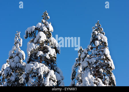 Hohe Bäume und Äste bedeckt von Schnee. Starker Schneefall auf der Fichten, Tannen und sonnig von der rechten Seite. Stockfoto