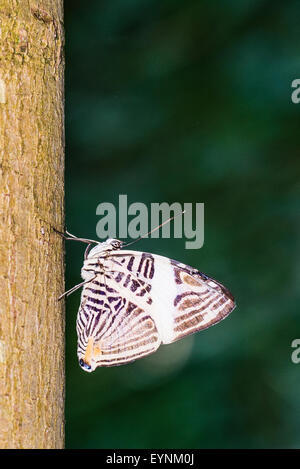 Ein Zebra Mosaik Schmetterling in Ruhe Stockfoto