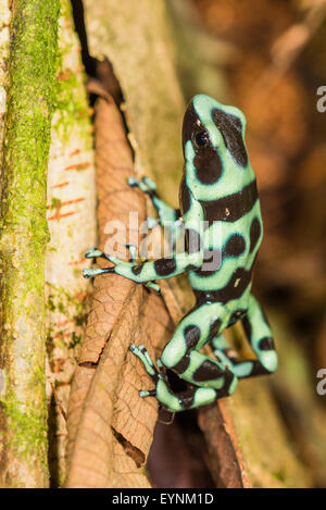 Grün und schwarz Poison Dart Frog in Costa Rica Stockfoto