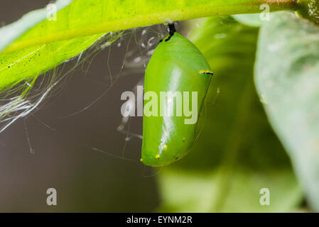 Eine Schmetterlingspuppe der Monarch-Schmetterling Stockfoto