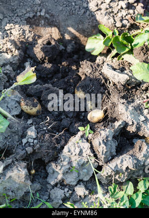 Ernte - neue Kartoffeln im Garten ausgegraben Stockfoto