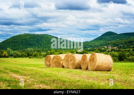 Hay bales after harvest. Stockfoto