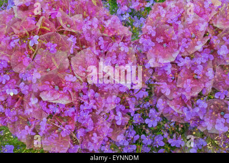 verschiedene Blumen am Doppelbelichtung auf Einzelbild Stockfoto