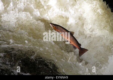 Schottischer Wildlachs springen, Perthshire, Schottland Stockfoto