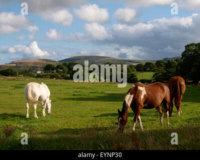 Pferde in einem Feld mit der Cornish China Lehmgruben in der Ferne, Roche, Cornwall, UK Stockfoto