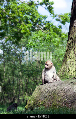 Berberaffen im Affenwald in Trentham, Staffordshire, UK Stockfoto