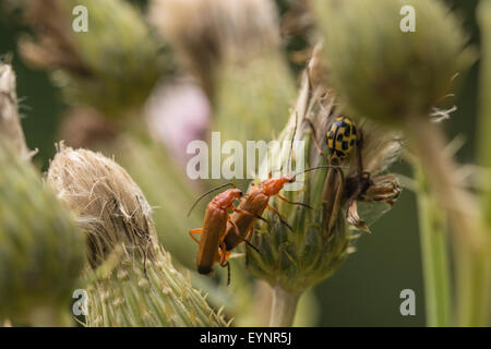 Ein Abbild der Paarung zweier Rhagonycha Fulva oder Soldat Beetle. Es ist ein 14-Ort Marienkäfer auf der rechten Seite. Stockfoto