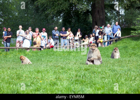 Berberaffen im Affenwald in Trentham, Staffordshire, UK Stockfoto