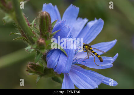 Ein Hoverfly auf eine Chicorée-Blume. Stockfoto