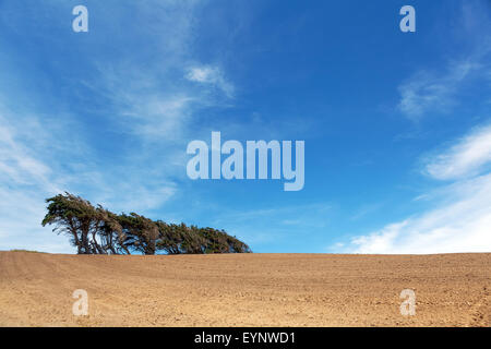 Windsept Bäume stehen auf einem Acker, Southland, Südinsel, Neuseeland. Stockfoto