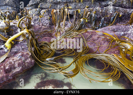 Bull Seetang auf den Felsen des Cathedral Caves Beach, Catlins, Südinsel, Neuseeland Stockfoto