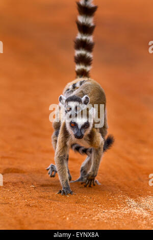 Ein Porträt einer Katta Mutter und Baby, Berenty Reserve, Madagaskar. Stockfoto