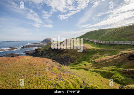 Phillip Island Nature Park - grünen Hügeln und schroffen Küste, Victoria, Australien Stockfoto