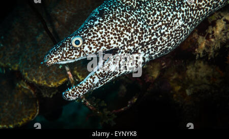 Gefleckte Muräne (Gymnothorax Moringa - Muraeidae) über Bari Reef, Bonaire, Niederländische Antillen Stockfoto