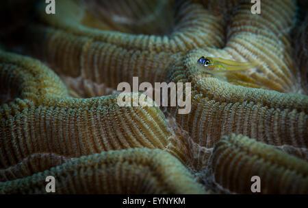 Pfefferminz-Grundel (Coryphopterus Lipernes) auf Hirnkoralle, Cliff Tauchplatz, Bonaire, Niederländische Antillen Stockfoto