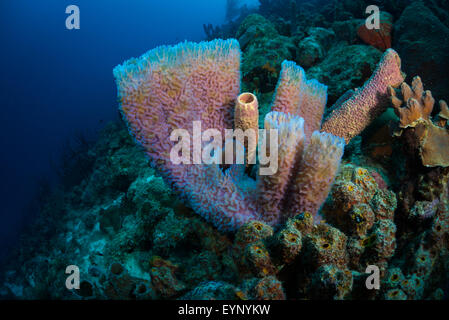 Azure Vase Schwamm Korallen (Callyspongia Plicifera) und Leben auf Bari Reef, Bonaire, Niederländische Antillen Stockfoto