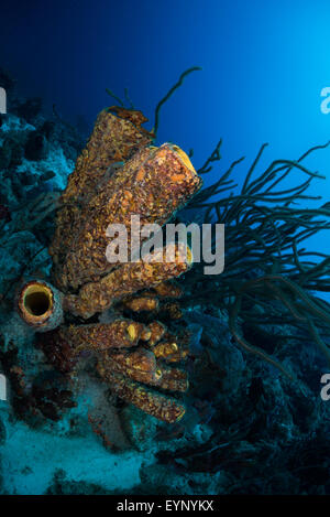 Röhrenschwämmen (Kallypilidion SP.) am Bari Reef, Bonaire, Niederländische Antillen Stockfoto