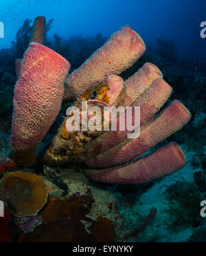 Röhrenschwämmen (Kallypilidion SP.) am Bari Reef, Bonaire, Niederländische Antillen Stockfoto