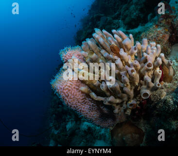 Azure Vase Schwamm Korallen (Callyspongia Plicifera) und Rohr Schwamm: (Kallypilidion SP.) auf Bari Reef, Bonaire, Niederlande Antill Stockfoto