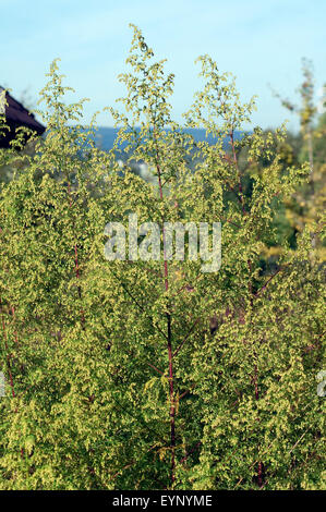 Einjaehriger Beifuss, Artemisia Annua, Stockfoto