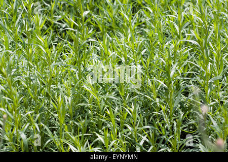 Estragon; Artemisia Dracunculus Stockfoto