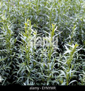 Estragon Artemisia Dracunculus, Kraeuter, Heilpflanze, Heilpflanzen, Stockfoto