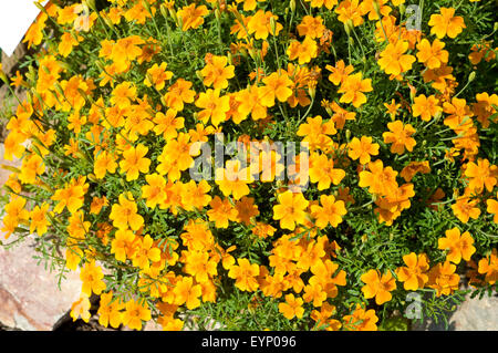 Gewuerztagetes, Tagetes Tenuifolia, Heilpflanzen,- Stockfoto