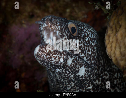 Gefleckte Muräne (Gymnothorax Moringa - Muraeidae) über Bari Reef, Bonaire, Niederländische Antillen Stockfoto