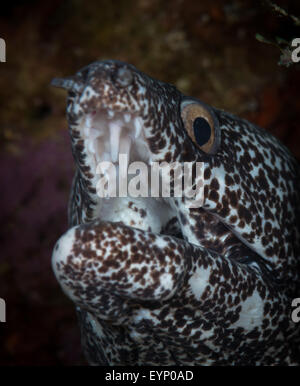 Gefleckte Muräne (Gymnothorax Moringa - Muraeidae) über Bari Reef, Bonaire, Niederländische Antillen Stockfoto