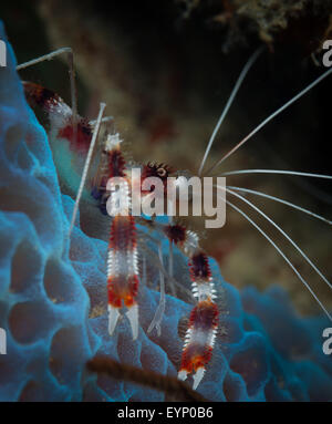 Banded Coral Garnelen (Zeigebewegung Garnelen: Stenopus Hispidus) sitzt auf Azure Vase Schwamm, Bari Reef, Bonaire, Niederländische Antillen Stockfoto