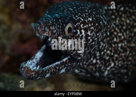 Spotted Muräne (Gymnothorax Moringa - Muraeidae) zeigt seine Zähne, Bonaire, Niederländische Antillen Stockfoto