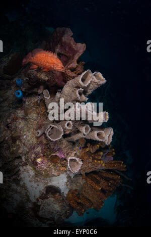 Schnapper auf Rohr Schwämme, Bari Reef, Bonaire, Niederländische Antillen Stockfoto