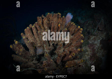 Azure Vase Schwamm inmitten Rohr Schwämme, Bari Reef, Bonaire, Niederländische Antillen Stockfoto