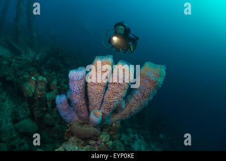 Taucherin nähert sich Azure Vase Schwamm Korallen (Callyspongia Plicifera), Salz Pier, Bonaire, Niederländische Antillen Stockfoto