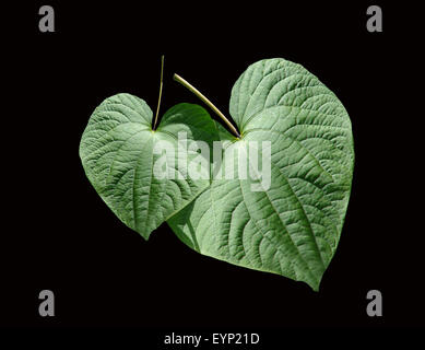 Kava-Kava, Piper Methysticum, Heilpflanzen, Stockfoto