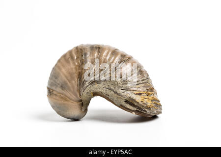 Teufel ist ingrownzehennagel, einem fossilen Austern Gryphaea Arten. Stockfoto