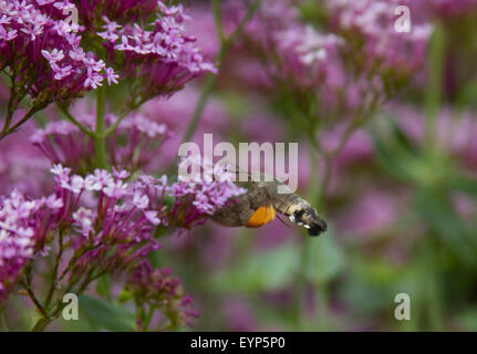 Kolibri Hawk-Moth Fütterung auf Baldrian Stockfoto