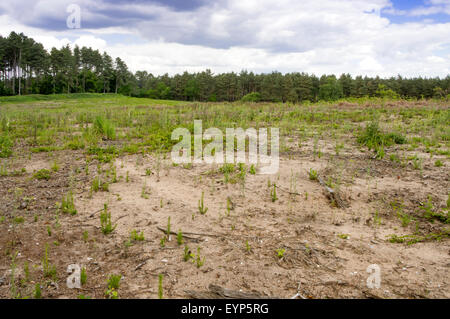 Dieser Bereich wurde Clearfelled und kehrt zu seiner natürlichen Form. Stockfoto