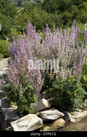 Muskatellersalbei, Salvia Sclarea, Salbei, Heilpflanzen, Stockfoto