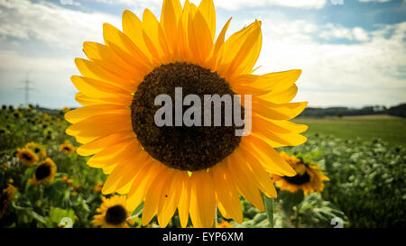 Großen blühenden Sonnenblumen im Feld, horizontalen Stockfoto