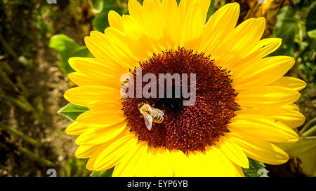 Biene auf Sonnenblume, sammeln von Pollen, Nahaufnahme Stockfoto