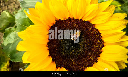 Biene auf Sonnenblume, sammeln von Pollen, Ansicht von oben Stockfoto